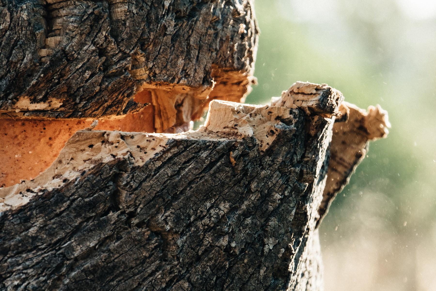 Amorim cork tree 