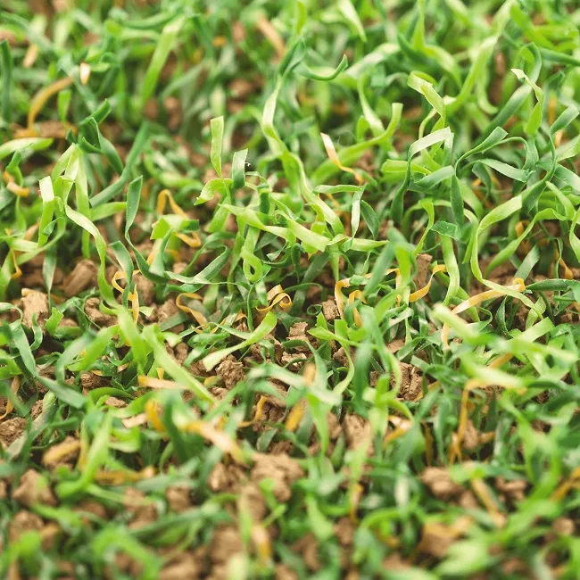 LigaGrass_Synergy_02_POLYTAN.jpg