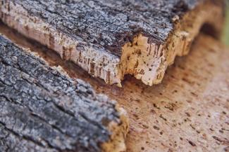 Amorim cork tree
